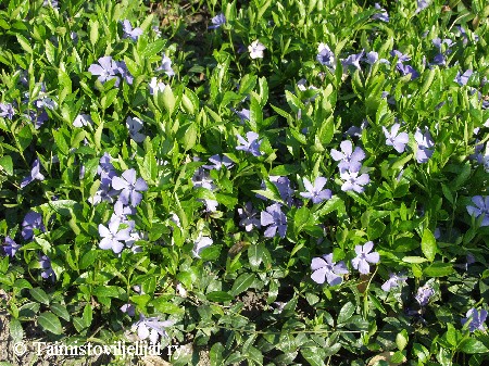 Vinca minor